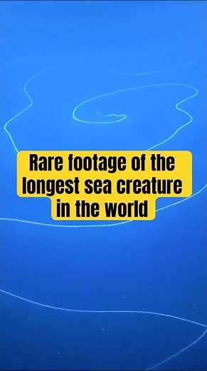 The longest sea creature in the world #siphonophores #oceancreatures #oceandiscoveries #deepsea
