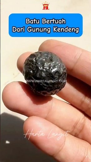 Benefits & Uses of Selonatah Iron Bark