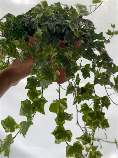 ต้นไม้ฟอกอากาศ ☀ on Instagram: "❌ติดจอง❌ต้นที่21ไอวี่ สามสี ไม้เลื้อยน่ารักมากๆ แต่งผนังเก๋ๆ ได้เลยน้า หรือตั้งบนชั้นวางหนังสือก็ได้ เลี้ยง รดน้ำทุก2-3วันครั้ง เลี้ยงร่มรำไร 💰ราคา 290บาท พร้อมกระถาง ปากกว้าง5 นิ้ว #ต้น#ยางอินเดีย #ต้นไม้ฟอกอากาศ🌵🍃 #ขายต้นไม้ #ตกแต่งบ้านใหม่ #บ้านและสวนแฟร์ #ต้นมอนสเตอร่า #ตกแต่งบ้านใหม่ย#กระถางต้นไม้ #ตกแต่งบ้านใหม่ #บ้านและสวน #ต้นไม้ออนไลน์ #ขายต้นไม้ออนไลน์ #ต้นไม้สวยๆ#บ้านสวน #ต้นไม้ตกแต่งห้อง #ต้นไม้ฟอกอากาศ #ต้นไม้ฟอกอากาศ #tree"