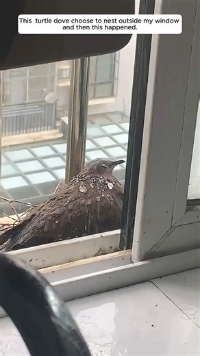4.4K views · 100 reactions | This turtle dove choose to nest outside my window and then this happened. | Grace Charis | Facebook