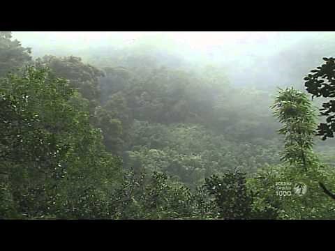 Rain Forests of Hawaii