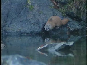 Japanese weasel ニホンイタチ Mustela itatsi