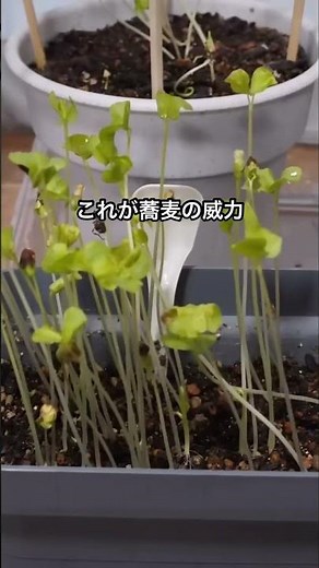 【そばの芽③】蕎麦殻のつもりが実がザクザク出て来てそば栽培も始まった #山形県鶴岡市 #もっしぇチャンネル #そばの実