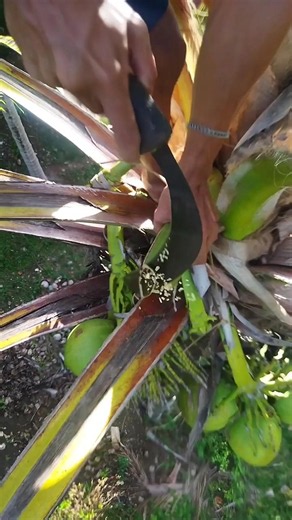 Cutting Coconut flower to produce Coconut wine 🍷🌺🔪 #coconut #cuttingcoconut #wine #coconuttree
