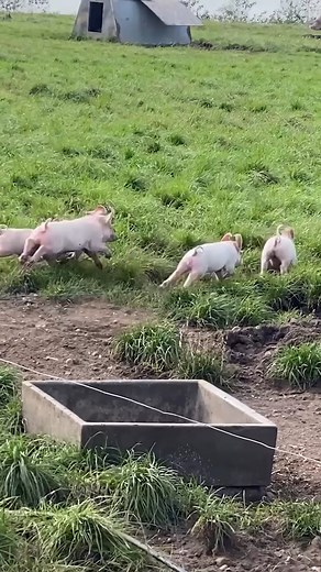 Hvor ligger dit hjerte? ❤️ Når du lægger dit hjerte hos grise fra Friland får du tre igen 💚💚💚 Alle vores grise har nemlig tre hjerter i Hjertemærkeordningen Bedre Dyrevelfærd. Det betyder blandt andet at smågrisene fødes i hytter på marken, har meget mere plads og altid adgang til udeareal 🌦️ Tak fordi du vælger Friland ❤️ | Friland