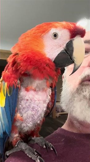 Scarlet Macaw biting my beard!