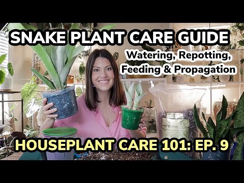 Houseplant Care 101: Snake Plant Care Guide - Watering, Feeding, Repotting & Propagation