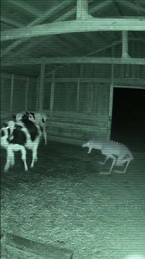 “CCTV Captures Chupacabra Screaming Inside Barn 👹🐄”