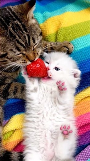 kitten eats strawberry with mother #귀여운