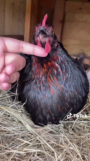 Gorgeous Chickens: Unique Beauty of Backyard Fowl