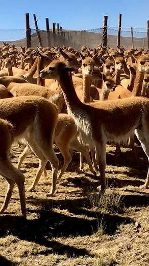 El chaccu, o chaku (vocablo quechua que significa captura de vicuñas), es una técnica ancestral prehispánica de captura y esquila de vicuñas que se realiza en la reserva nacional Pampa Galeras, Barbara D’Achile - Ayacucho #juanzacarías #FilmInPeru #footageperu #imagenesperu #peru #travelphotography #trip #cameracrewperu #peruanosenelmundo #ScoutingPeru #peruvian #pampagaleras #cameraman IMAGENESPERU | Peruanos Siempre