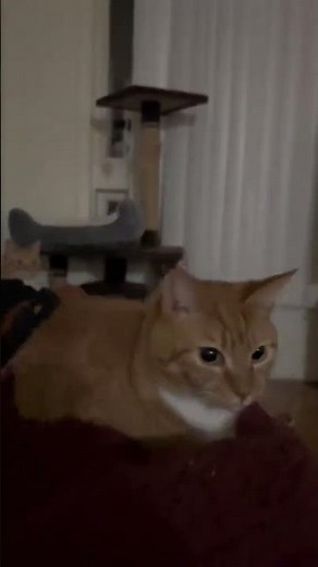 cat bouncing meme #cats #catmemes