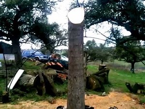 87K views · 1.1K reactions | This tree wizard is another reason not to burn those logs... | The Owner-Builder Network | Facebook