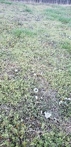 Sprayed tenacity and speedzone but all dandelions went...