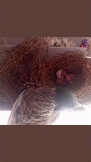Red vented bulbul baby 2