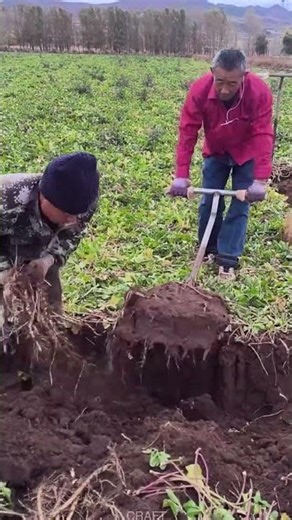 Manual digging of medicinal materials tools and technology