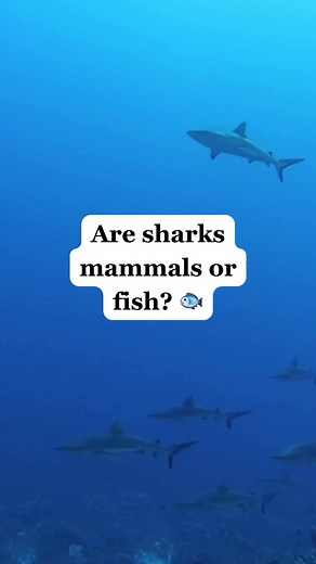 Sharks: Mammals or Fish? Understanding Elasmobranchs