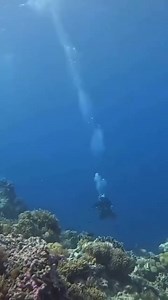 11M views · 59K reactions | A group of scuba divers captured the...
