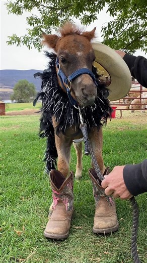 Hot Sauce 🌶️ and his magic shoes #horses #minihorse #foal #funny #pony