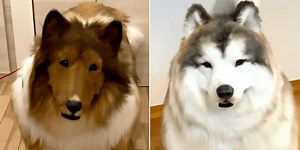 Man who spent $14,000 on dog costume opens zoo for people to dress up as animals