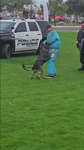 Incredible Police Dog Takedown Demonstration 🐕‍🦺🔥