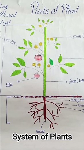 Plant System Science Model 🌱 | Shoot System & Root System Explained |Parts of plants