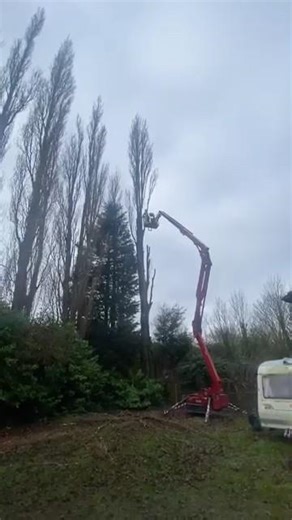 Tree topping #treework #chainsaw #fun #shorts #stihl