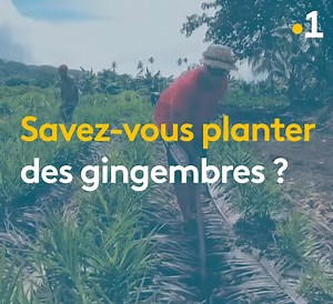 🌱✋🏾 Tuhani Pugibet: la détermination et le courage d'un jeune agriculteur. Il exploite les rea tahiti et tinito… au naturel 🟢 "ça pousse au fenua, les épices" à retrouver ▶ https://la1ere.francetvinfo.fr/polynesie/programme-video/la1ere_polynesie_ca-pousse-au-fenua/diffusion/4061866-emission-du-mercredi-31-aout-2022.html | Polynésie la 1ère
