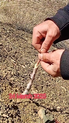 Grafting Sweet Almond onto Bitter Almond! Watch Until the End to See the Results