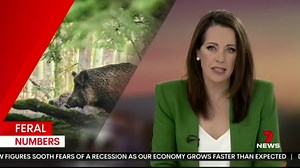 Check out this incredible footage... It shows the true extent of the exploding feral pig population across regional New South Wales. #7newsregional #7news #centralwest #feralpigs | 7NEWS Central West