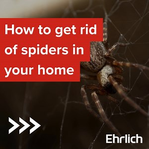 1K views | There are many DIY spider repellent and control products...