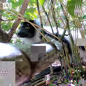 WE HAVE TRIPLETS! 🖤❤️🖤⠀ Staff at Perth Zoo are celebrating the arrival of not one, not two, but three black-and-white ruffed lemur babies 😍⠀ ⠀ Keepers say twins are common, but triplets are very unusual. "We’ve never had this many born in one litter at Perth Zoo!. "The births are significant as the species are critically endangered, so every little lemur counts." The three bundles of joy will spend several weeks in the neonatal nest box together before venturing out. How cute are they?! | ABC