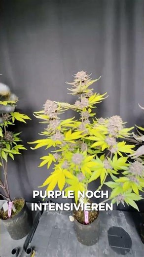 Our new Purple Lemonade RF3 car