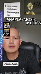 ANAPLASMOSIS IN DOGS Doc Abel Manalo #Ticks #anaplasma #anaplasmosis #vet #veterinarian #dogs #dogcare | Doc Abel Manalo