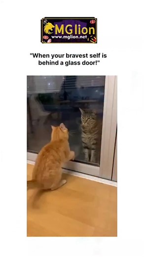 Faun_kry_ | “When your bravest self is behind a glass door!” #csmediain #mglion A short clip making big waves online shows a tense moment where... | Instagram