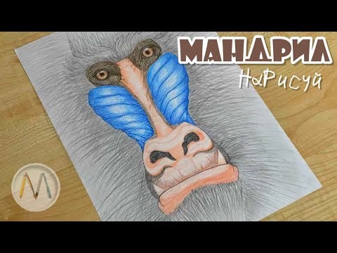 Как нарисовать обезьяну мартышку МАНДРИЛ / Mandrill monkey drawing