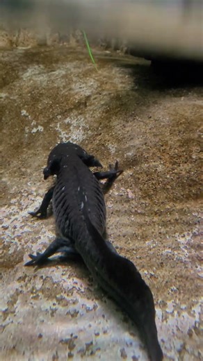Meet the Adorable Axolotl – Nature’s Smiling Creature