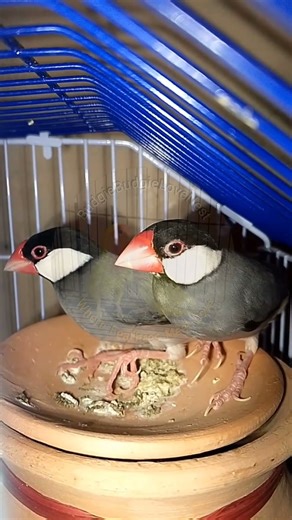 Java Finches Nesting Peacefully 🐦🪹 | Beautiful Bird Life | #BugdieLoveNest