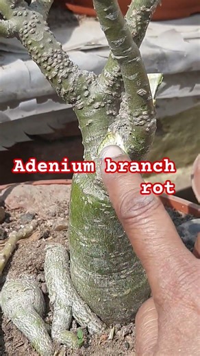 ADENIUM Branch Rot #shorts #shortsfeed #trending #adenium