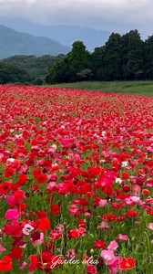140K views · 10K reactions | Poppy field  | Garden Idea | Facebook