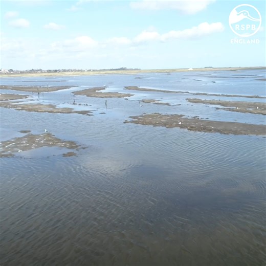 1.1K views · 38 reactions | Spring migration is in full swing on BBC...