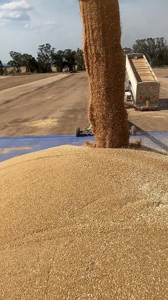 #harvest #harvest23 #fumigation #tarps #grain #pestcontrol #bunkers #silo #fyp