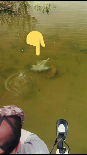 Giant Fish Taken with a Bow! 🏹🐟 #shorts #fishing #carpfishing #youtubeshorts #fish #carpstreamers