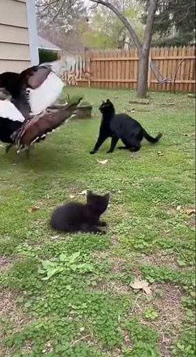 🦃 “This Turkey Picked the Wrong Fight” 😂🔥