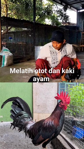 Muhram II on Instagram: "Melatih otot dan kaki ayam agar tidak kaku. Pjantan ruble hacth 🥰 #reelstyp #fypfacebook"