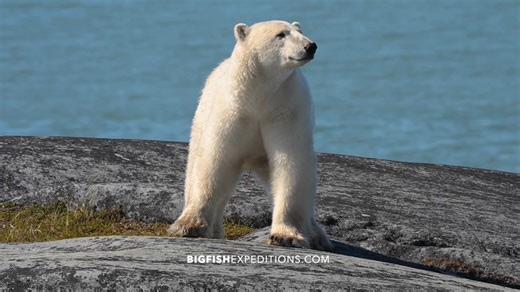 Polar Bears, Arctic Hares, Caribou, birds, and beautiful tundra sunsets. Some of the topside highlights from our 2025 Beluga Whale Trips in Churchill, Canada. | Big Fish Expeditions