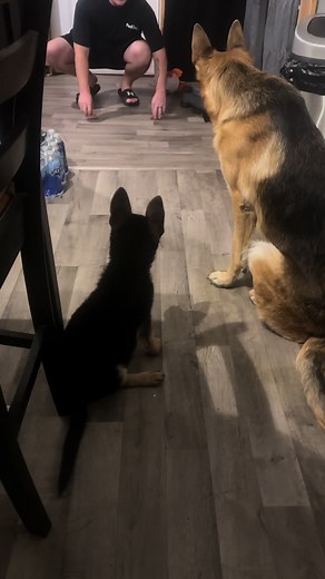 Essential Commands for a Happy German Shepherd