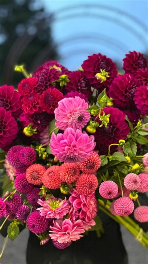 Our April Autumn Gardens Weekend (18-19 April 2026) is now in its 15th year and jam packed with five open gardens, our main plant fair and Sunday jazz in the gardens. Plus special Southern Highlands experiences on Monday 20th April. Extend your weekend and book in to visit a working Southern Highlands flower farm on the Monday! Oxley Hill Farm Flowers is the most beautiful place to see a real flower farm in action. As part of the Southern Highlands Autumn Weekend and Plant Fair, Oxley Hill Farm