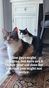 146K views · 10K reactions | 8 things your cat does for you.  #catfactsdaily #catbehavior #felinefacts #cattraits #catpersonality #catloversworld #ilovecats #catsnuggles #cateducation #peteducation #felineeducation #felinefacts #cats101 #pets101 #petfacts #iloveanimals #specialbond #catvid #kittycatsofinstagram #purrpurrpurr | oreoandpumpkinspice | Facebook