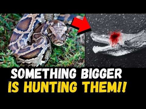 🚨 BREAKING: Something Is CRUSHING Pythons to Death in Florida…